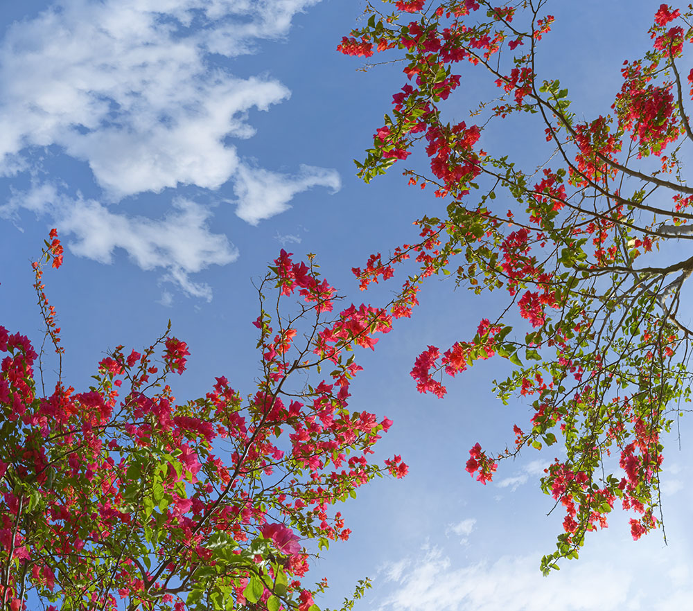 bougainvillea 03b _ 16k x 14k